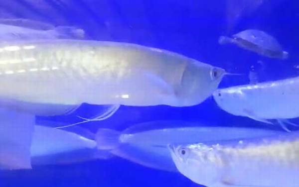 银龙鱼吃什么食物?