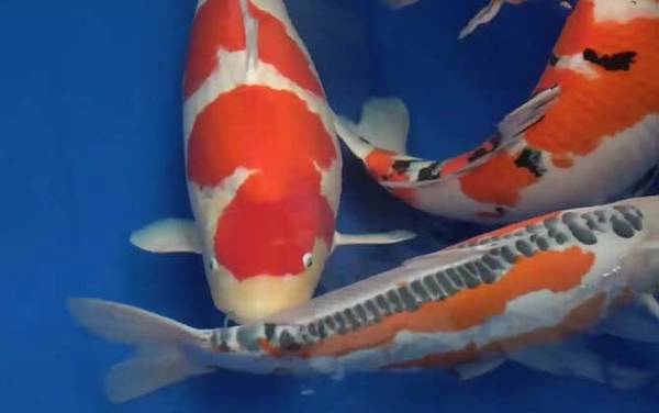 锦鲤鱼吃什么食物?