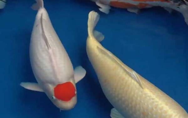 锦鲤鱼吃什么食物?