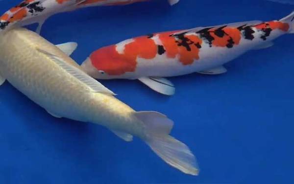 锦鲤是什么意思?