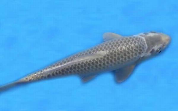 锦鲤鱼苗价格多少钱一条?