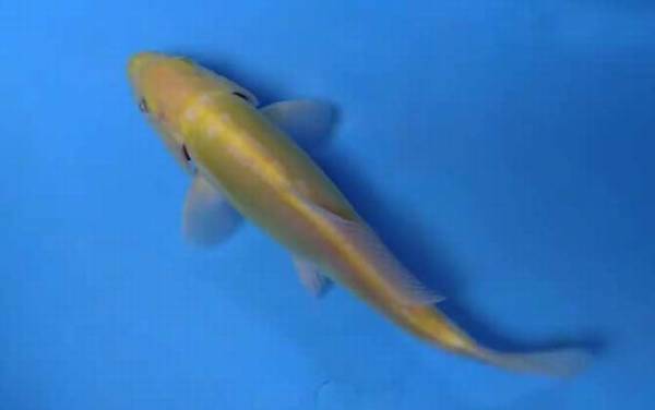 锦鲤鱼苗价格多少钱一条?