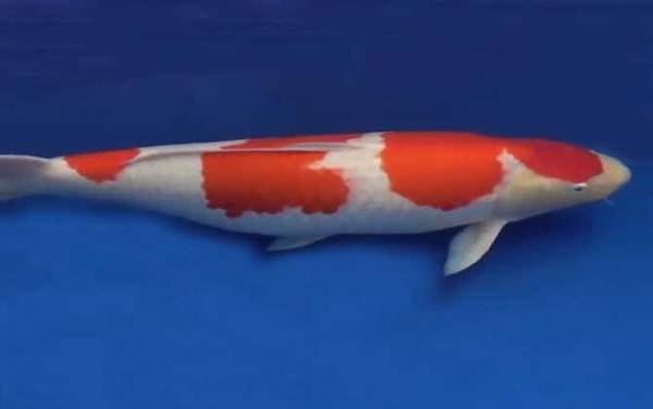 锦鲤鱼吃什么食物?