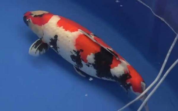 锦鲤是什么意思?