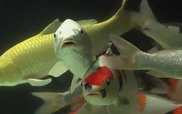 锦鲤是什么意思?