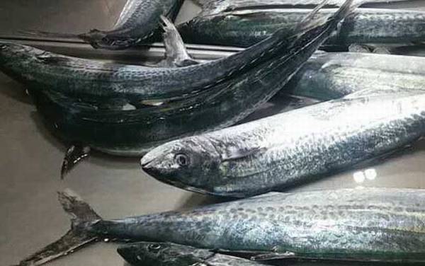 马鲛鱼是什么鱼?