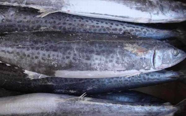 马鲛鱼是什么鱼?