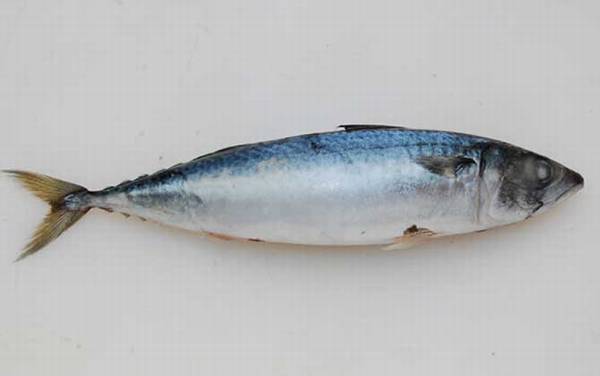 青花鱼是什么鱼?