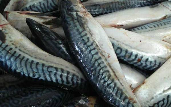 青花鱼是什么鱼?