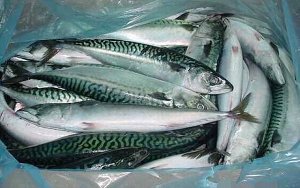 青花鱼是什么鱼?