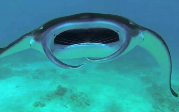 魔鬼鱼是什么鱼?