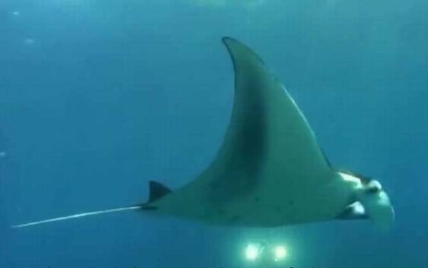 魔鬼鱼是什么鱼?