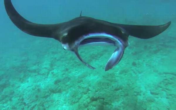 魔鬼鱼是什么鱼?