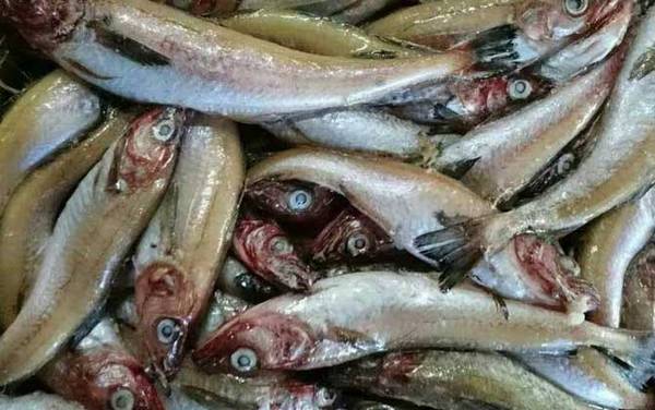 明太鱼是什么鱼?