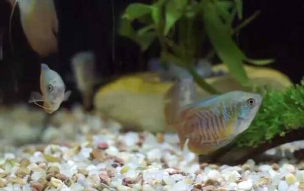 丽丽鱼是什么鱼?