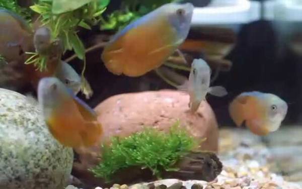 丽丽鱼是什么鱼?