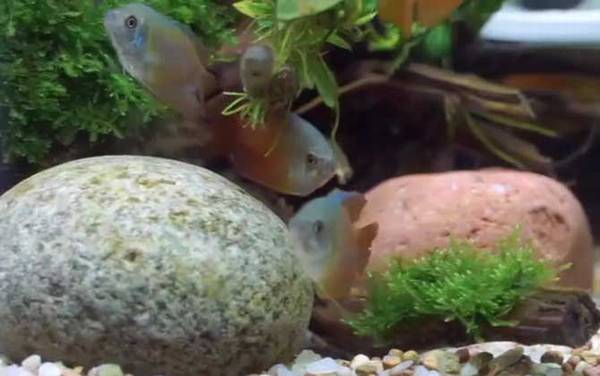 丽丽鱼是什么鱼?