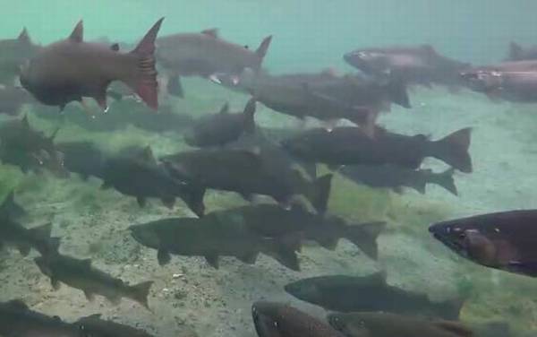 三文鱼价格多少钱一斤?