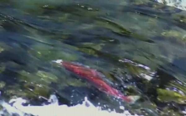 三文鱼价格多少钱一斤?