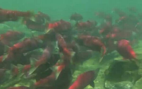 三文鱼价格多少钱一斤?