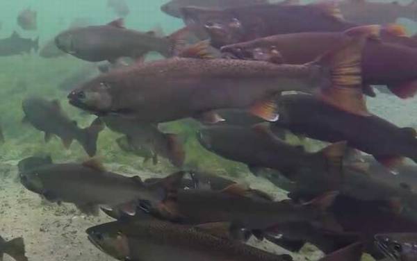 三文鱼是什么鱼?