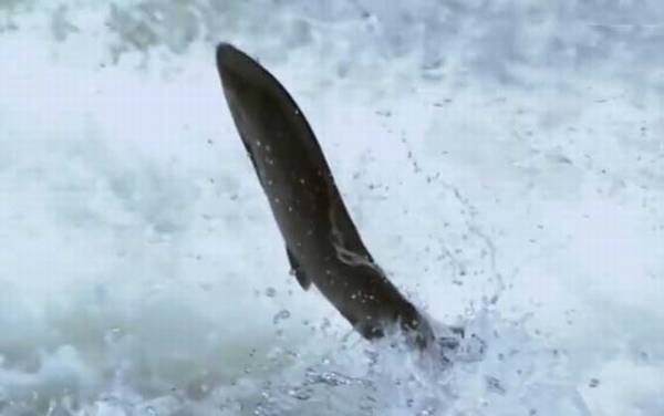 三文鱼价格多少钱一斤?