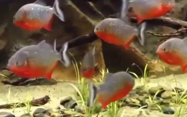 食人鱼是什么鱼?