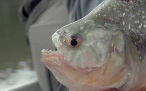食人鱼是什么鱼?