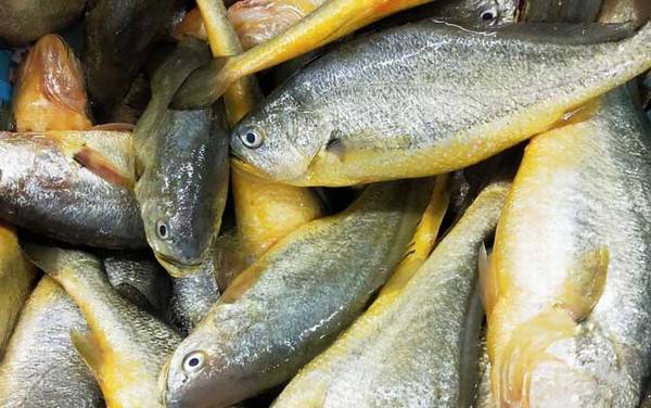 黄花鱼是海鱼吗?