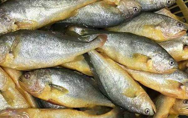 黄花鱼是海鱼吗?