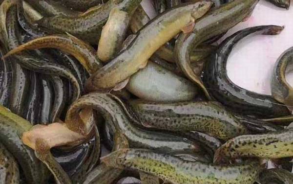 养泥鳅要具备什么条件?