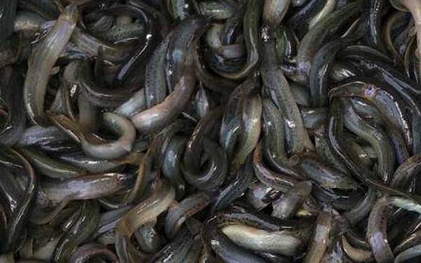 养泥鳅要具备什么条件?