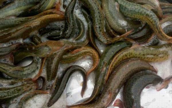 养泥鳅要具备什么条件?