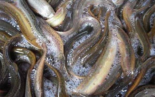 为什么泥鳅越大越便宜?