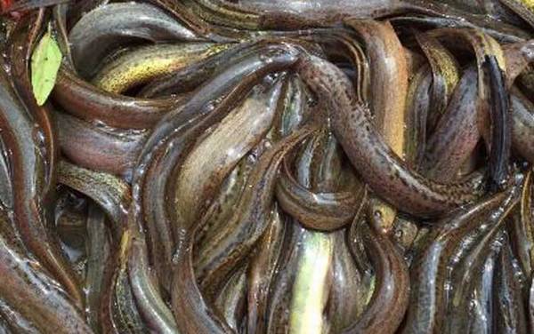 为什么泥鳅越大越便宜?