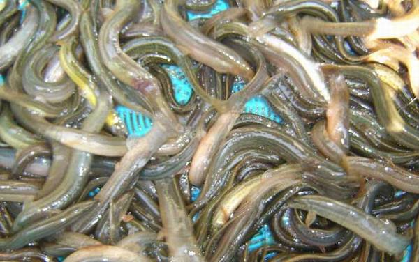 为什么泥鳅越大越便宜?