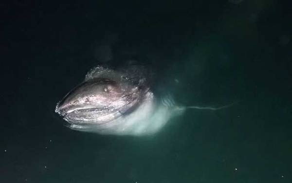 巨口鲨是什么鲨鱼?