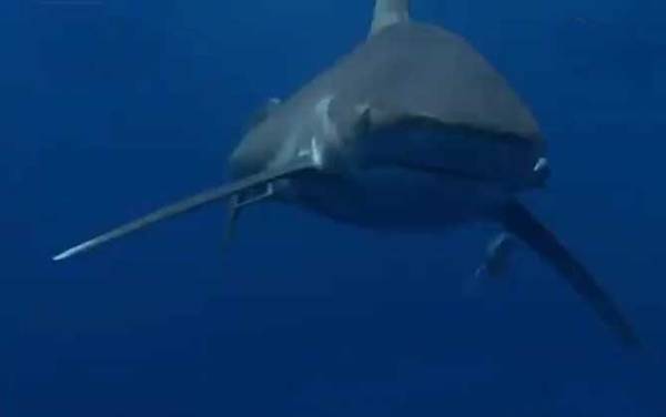 白鳍鲨是什么鲨鱼?