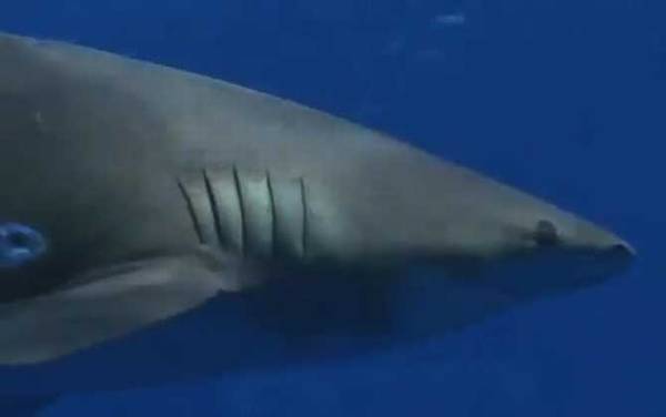 白鳍鲨是什么鲨鱼?