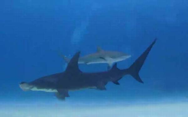 锤头鲨是什么鲨鱼?