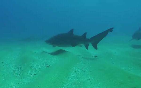 鼠鲨目有多少种鲨鱼?