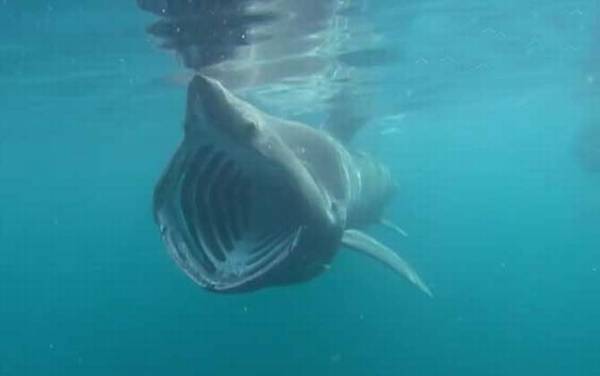 鼠鲨目有多少种鲨鱼?