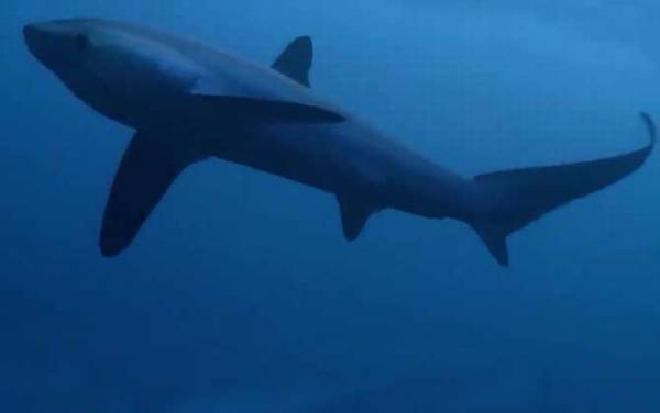 鼠鲨目有多少种鲨鱼?