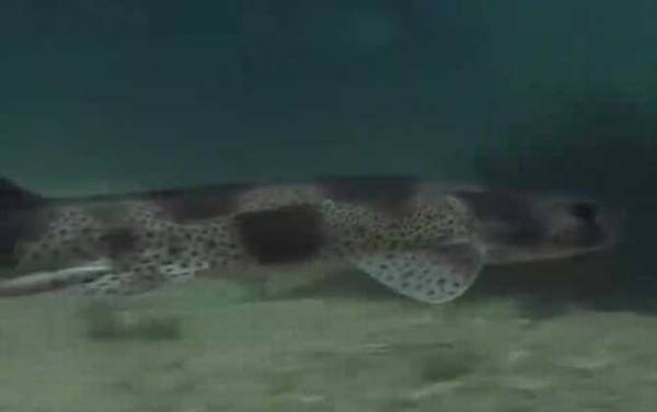 鼠鲨目有多少种鲨鱼?