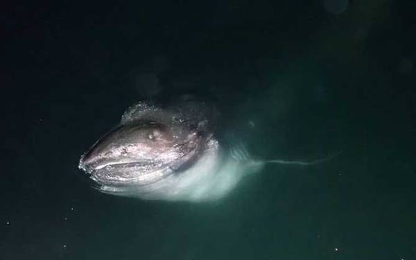 鼠鲨目有多少种鲨鱼?