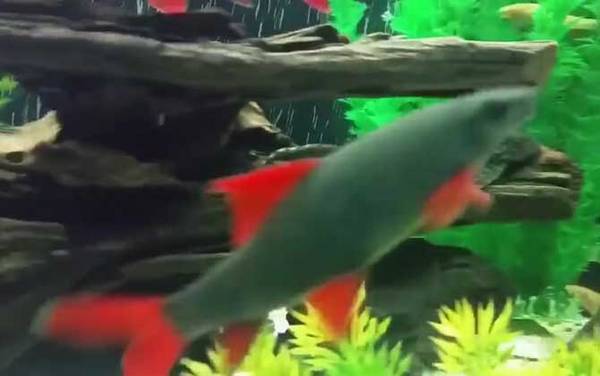 彩虹鲨是什么动物?