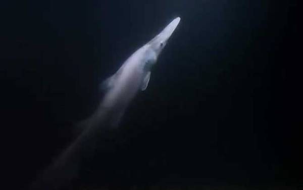 哥布林鲨是什么动物?