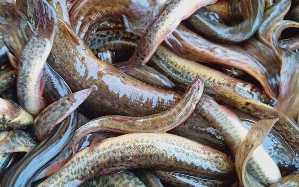 泥鳅最爱吃什么东西?