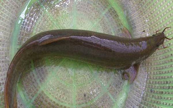 泥鳅最爱吃什么东西?