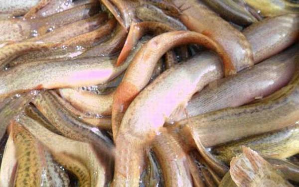 泥鳅最爱吃什么东西?